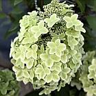 Гортензия метельчатая Metalica (Металика), фото 2