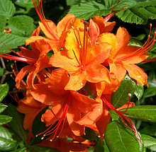 РОДОДЕНДРОН Японский оранжевый  (Rhododendron japonicum)