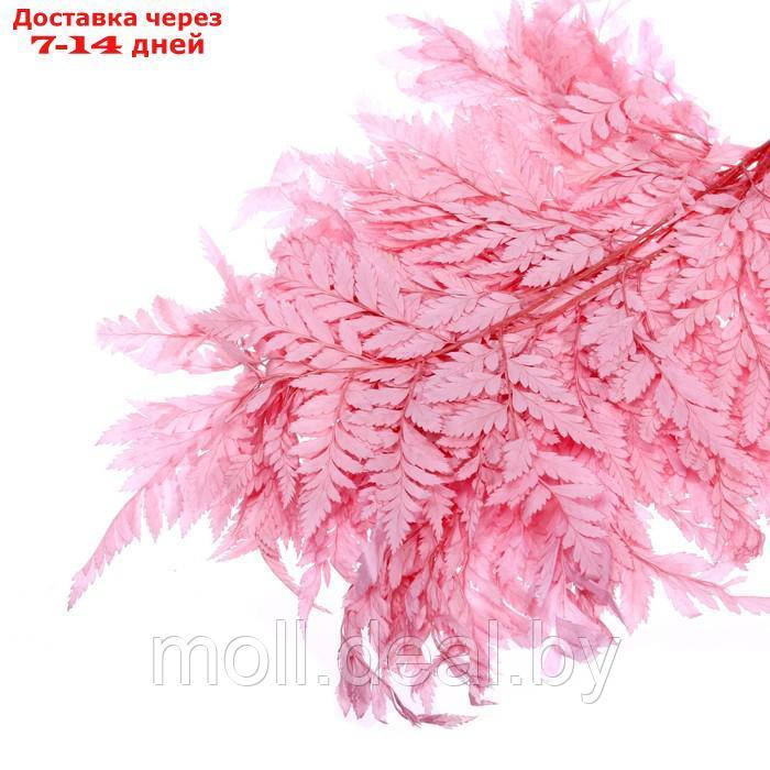 Сухоцвет Папоротник, розовый, 10 шт в упаковке - фото 1 - id-p214512862