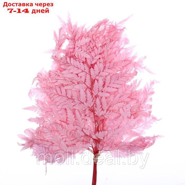 Сухоцвет Папоротник, розовый, 10 шт в упаковке - фото 2 - id-p214512862