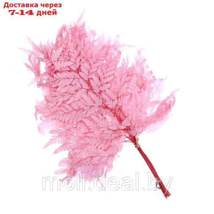 Сухоцвет Папоротник, розовый, 10 шт в упаковке - фото 3 - id-p214512862