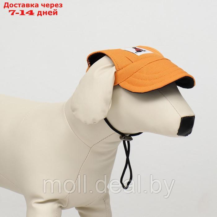 Кепка для собак, M (28-41 см), оранжевая - фото 2 - id-p214517058