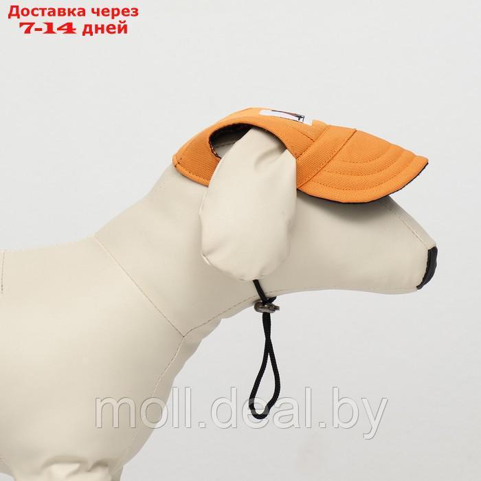 Кепка для собак, M (28-41 см), оранжевая - фото 3 - id-p214517058