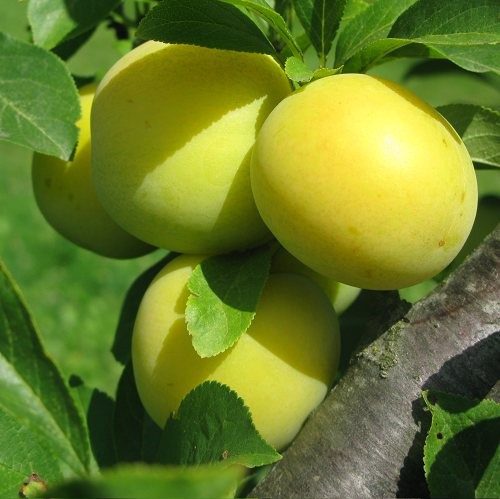 Слива "Утро" ранний срок созревания (ОКС)