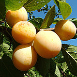 Слива "Утро" ранний срок созревания (ОКС), фото 2