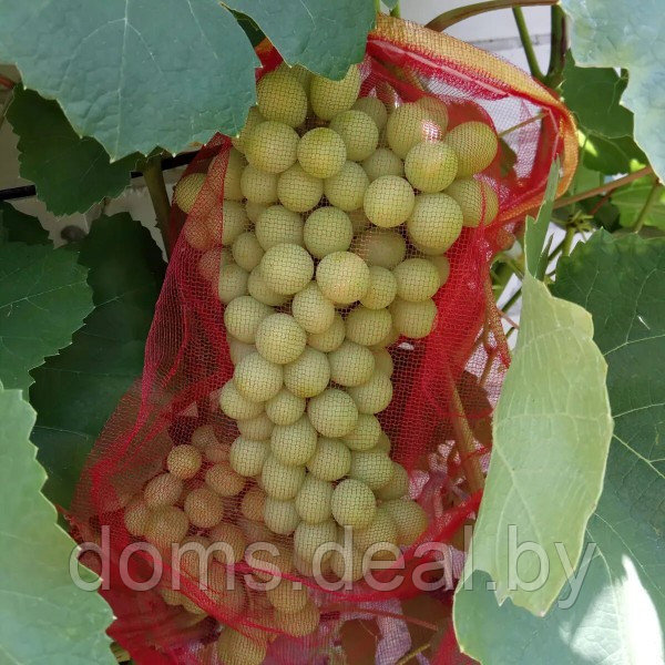 Мешочки для защиты винограда 25х44 см с завязками, сетка от ос, птиц ХозАгро сетка от ос - фото 2 - id-p214565877