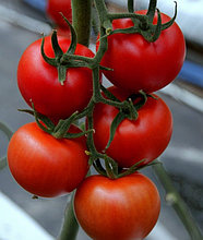 Анкато F1 / Ankato - 5 семян - Minami Seeds Красный Томат Индетерминантный Семена Турция