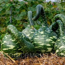 Лагенария декоративная Змейка, 5шт., семена, Россия, (чп)