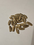 Лагенария декоративная Змейка, 5шт., семена, Россия, (чп), фото 6