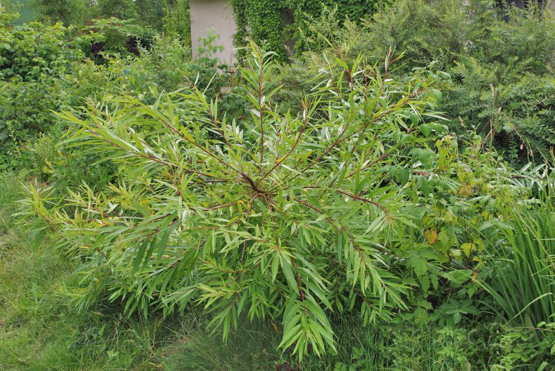 Ива удинская (Salix udensis) Sekka C2 - фото 1 - id-p214682495