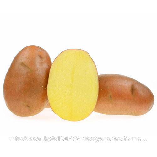 Семенной картофель Вектор. Элита - фото 1 - id-p214735131