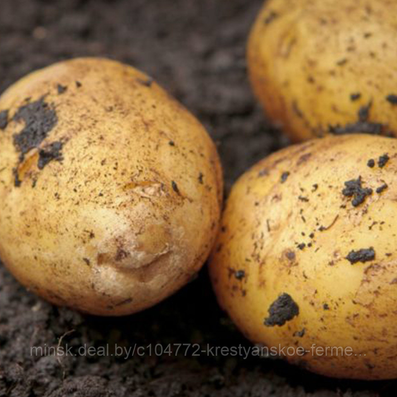 Семенной картофель Аризона 1РС - фото 2 - id-p214735141