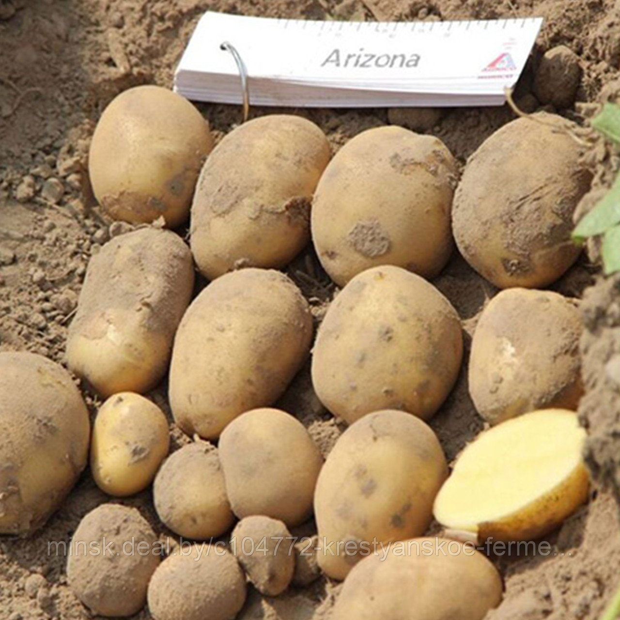 Семенной картофель Аризона 1РС - фото 3 - id-p214735141