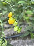 Томат Гетбол F1, семена, 5 шт., Minami seeds, (чп), фото 3