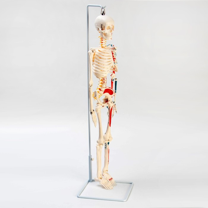 Макет "Скелет человека" 85см - фото 2 - id-p214822844