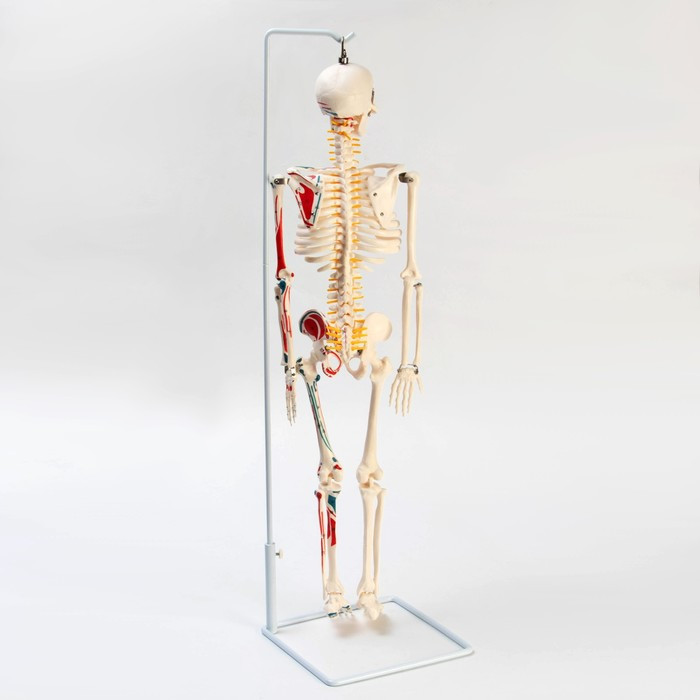 Макет "Скелет человека" 85см - фото 3 - id-p214822844