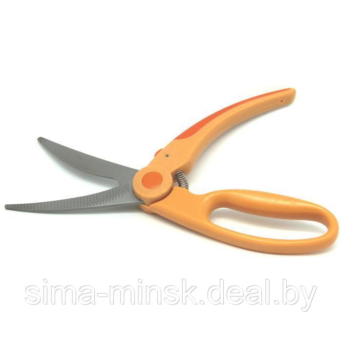 Ножницы для птицы Atlantis, цвет оранжевый - фото 1 - id-p214820596
