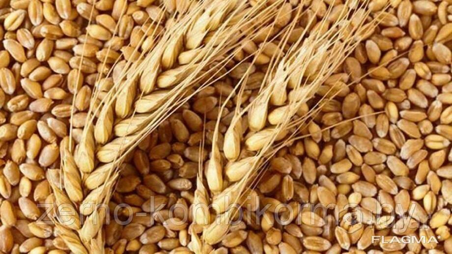 Пшеница семенная Озимая   (25 кг)
