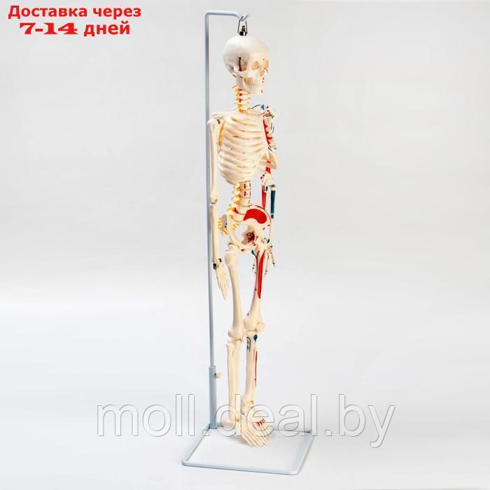 Макет "Скелет человека" 85см - фото 2 - id-p214891262