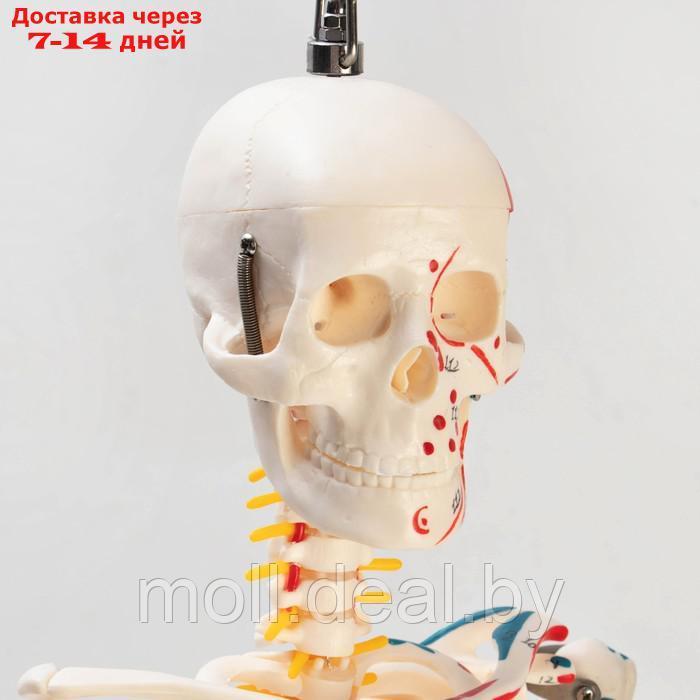 Макет "Скелет человека" 85см - фото 4 - id-p214891262