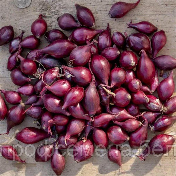Лук шалот Монастырский, семена, 0.3гр, (чп) - фото 2 - id-p214947654