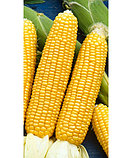 Кукуруза сахарная Алина, семена кукурузы, 7гр., Россия, (чп), фото 2