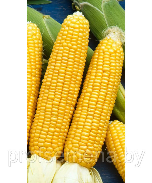 Кукуруза сахарная Алина, семена кукурузы, 7гр., Россия, (чп) - фото 2 - id-p214953689
