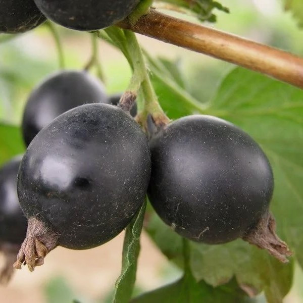 Гибрид крыжовника-смородины (Йошта) (Ribes nigrum), Р9