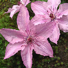 Клематис "Хегли Гибрид" (Hagley Hybrid), 3 группа обрезки, Р9