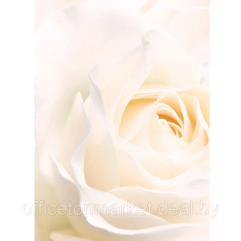 Книга "Сад любимых цветов с Ларисой Кочелаевой", Лариса Кочелаева - фото 6 - id-p204728051