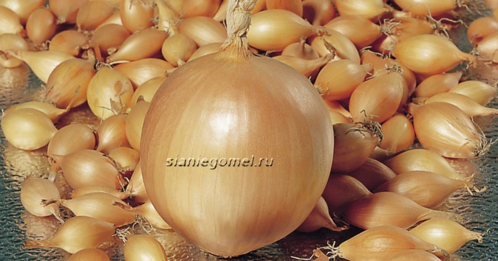 РАДАР (лук-севок)