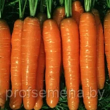 Морковь Рубина поздняя, семена, 1,0гр., Чехия (ам)