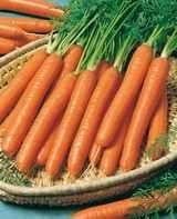 Морковь Рубина поздняя, семена, 1,0гр., Чехия (ам) - фото 3 - id-p215355697