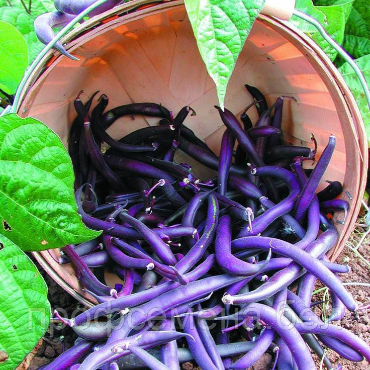 Фасоль спаржевая Пурпурная королева, фиолетовая, семена, 10гр., Италия (ам) - фото 2 - id-p215357648