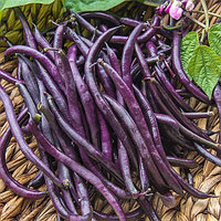 Фасоль спаржевая Пурпурная королева, фиолетовая, семена, 10гр., Италия (ам)