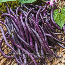 Фасоль спаржевая Пурпурная королева, фиолетовая, семена, 10гр., Италия (ам)