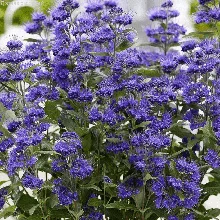 Кариоптерис кладонский "Дарк Кнайт" (Dark Knight), Р9