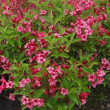 Вейгела цветущая "Бристоль Руби" (Bristol Ruby), Р9