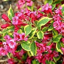 Вейгела цветущая "Бригелла" (Brigella), Р9