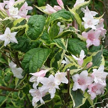 Вейгела цветущая "Карикатура" (Caricature), Р9