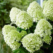 Гортензия метельчатая "Литл Лайм" (Little Lime), Р9