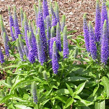 Вероника длиннолистная "Фёст Глори" (First Glory), Р9