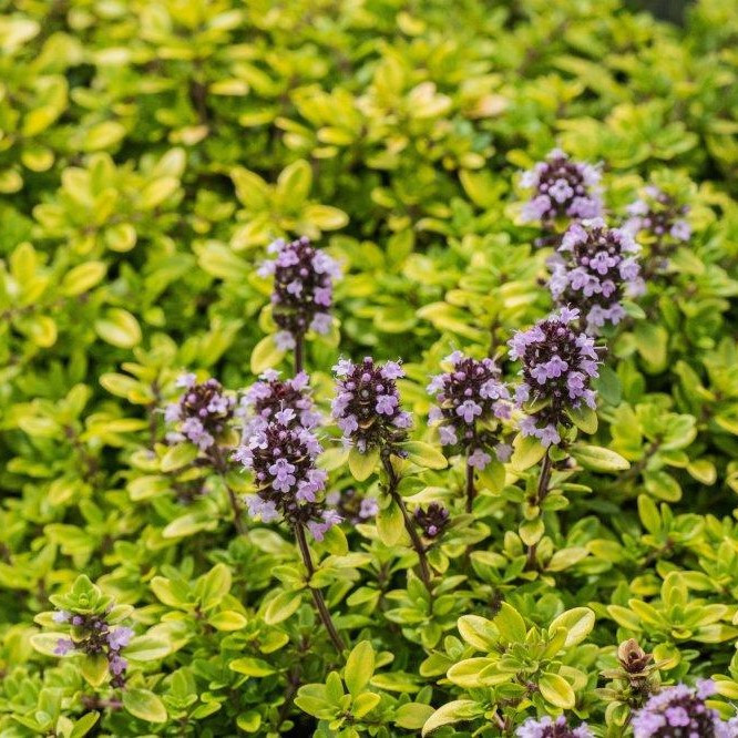 Тимьян лимоннопахнущий "Ауреус" (Aureus), С1