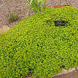 Тимьян лимоннопахнущий "Ауреус" (Aureus), С1, фото 2