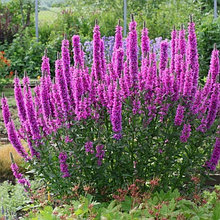 Дербенник иволистный "Робин" (Robin), Р9