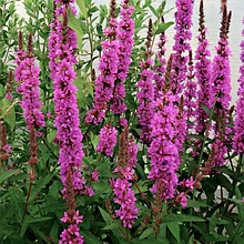 Дербенник иволистный "Рози Джем" (Rosy Gem),  Р9