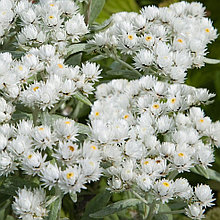 Анафалис жемчужный (Anaphalis margaritacea),  Р9