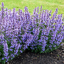 Котовник фассена "Уолкерс Лоу" (Walker's Low), Р9