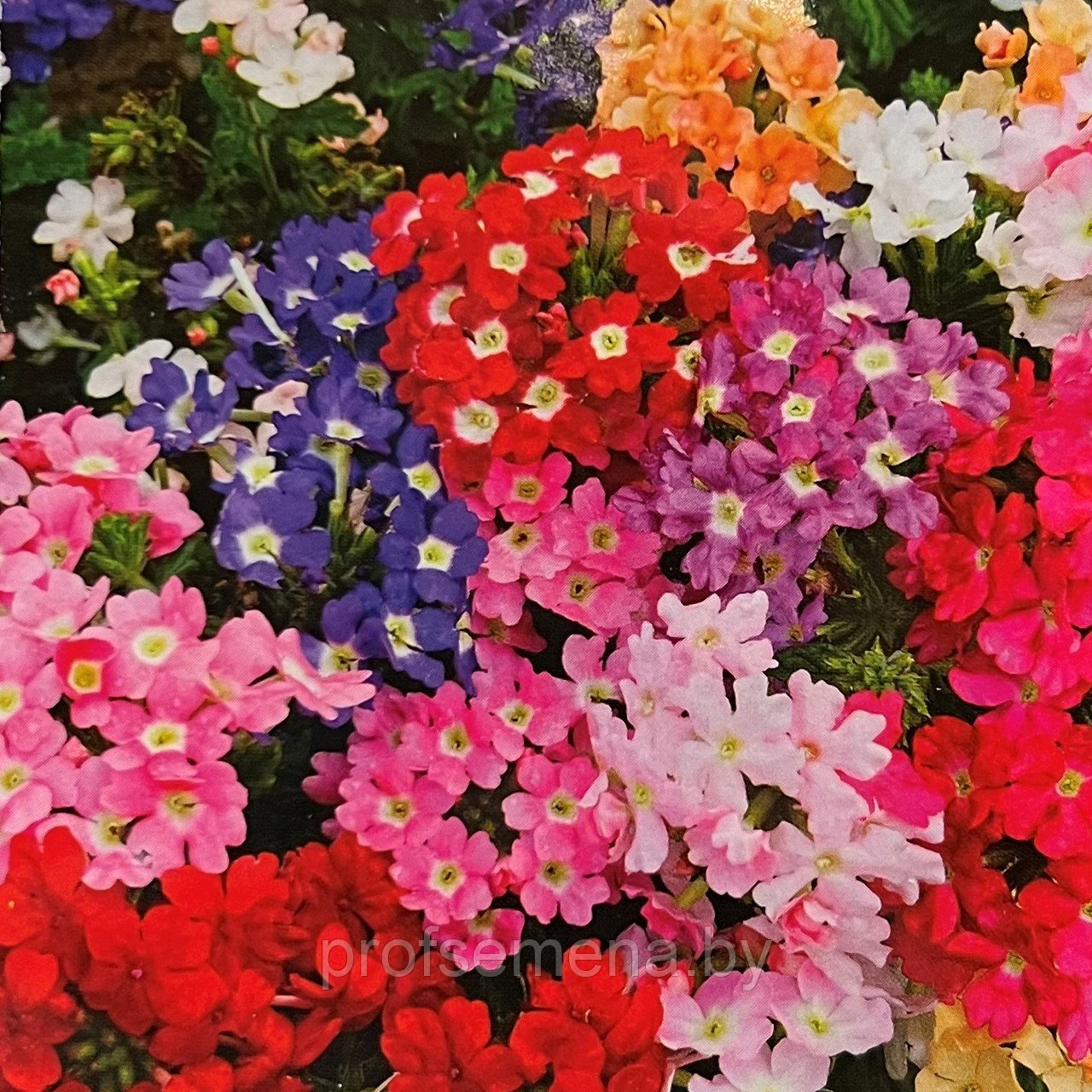 Вербена Спарклес миксед, семена цветов, 0.2гр, Польша, (ам) - фото 1 - id-p215417945