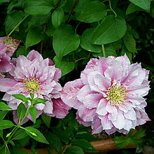 Клематис "Пиилу" (Piilu), 2 группа обрезки, Р9